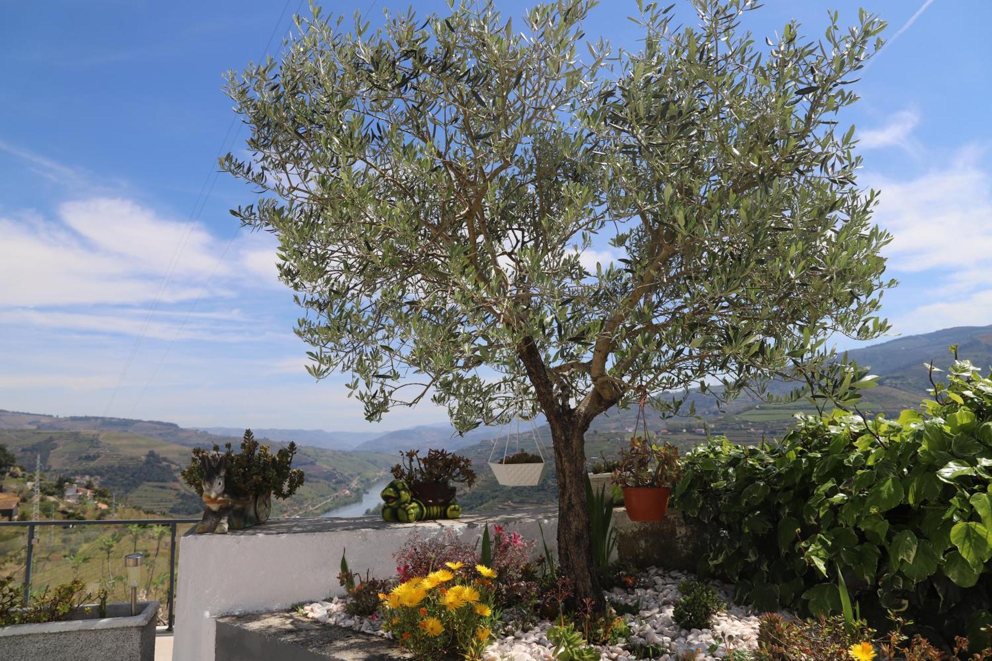 مبيت وإفطار Mesão Frio Casa Vale Do Douro المظهر الخارجي الصورة